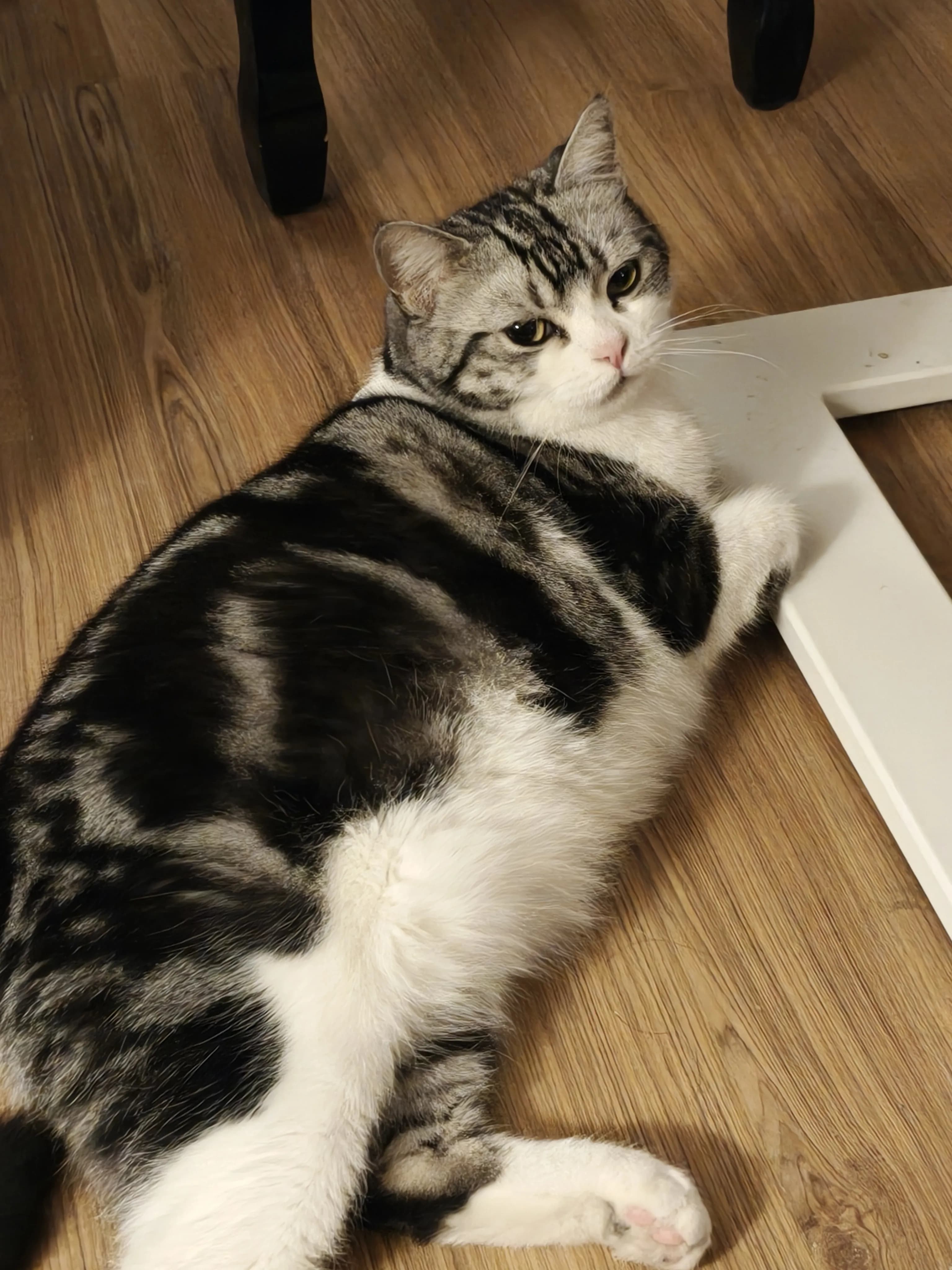 Capoo 本猫照片 3